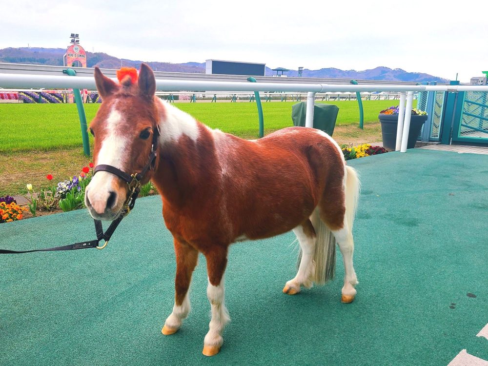 JRA福島競馬場