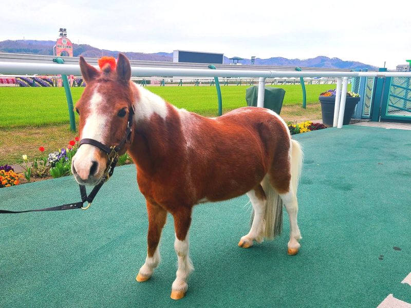 JRA福島競馬場