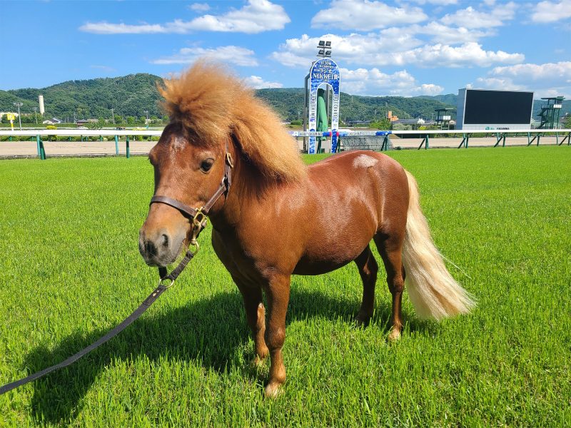 JRA福島競馬場