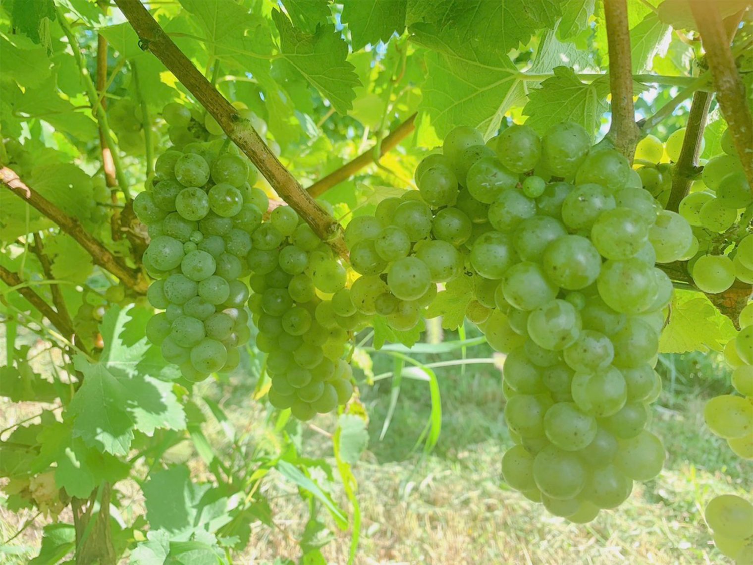 WINERY AZUMA SANROKU