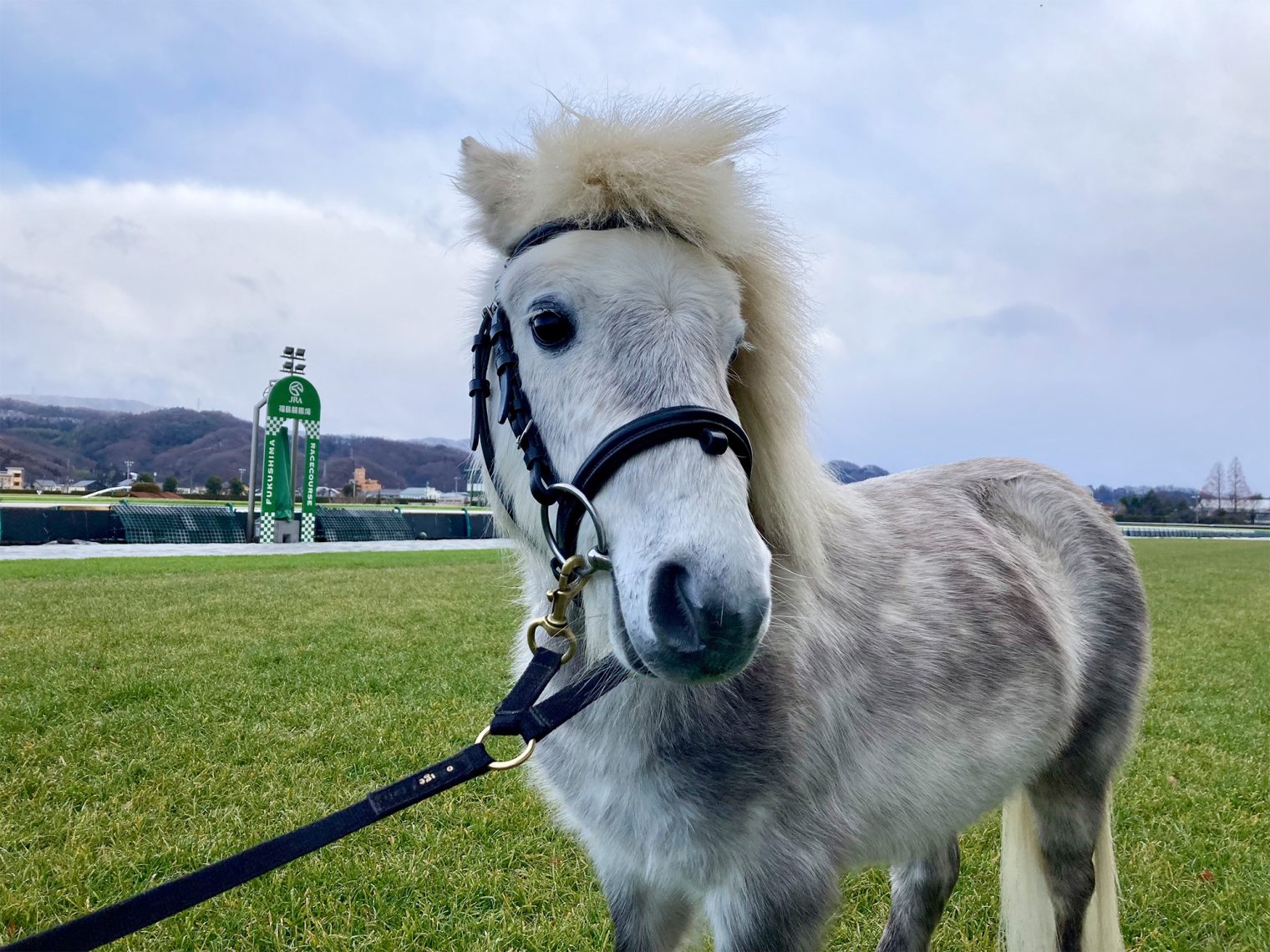 JRA福島競馬場